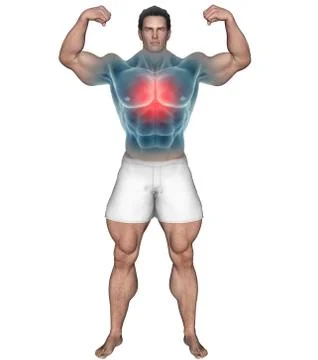 Strong man with highlighted chest area Illustrazione stock