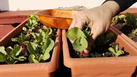 Strong man's hand collecting some radishes from the pots of his urban garden Stock Footage 237019212