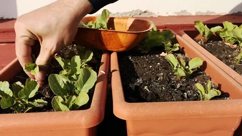 Strong man's hand collecting some radishes from the pots of his urban garden Stock Footage 237019214