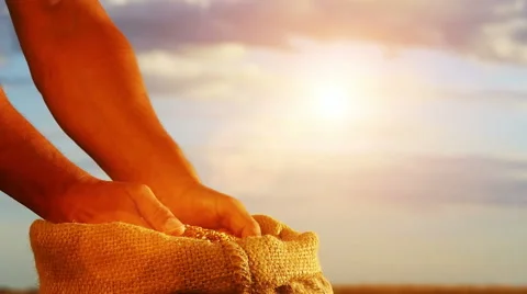 Strong man's hands takes a lot of wheat grains Vidéo 54561253
