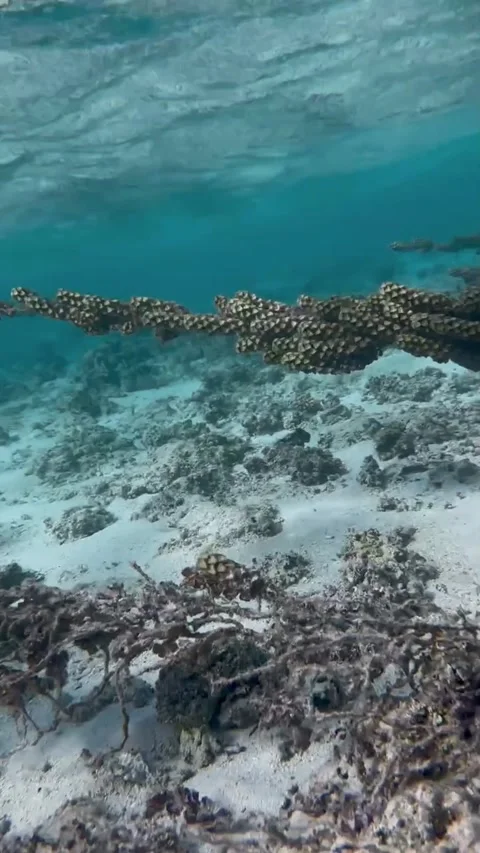 Strong Ocean Current Stretching Algae Along the Seabed Stock Footage 345146950