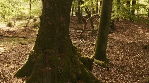 Strong Old Tree with Large Roots in the Forest Stock Footage 115449337