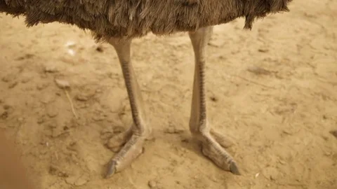 Strong ostrich's legs Video stock 76863829