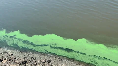 Strong pollution of green color on the surface of the water. Stock Footage 246790369