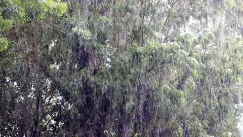 Strong rain falling on green ash tree Stock Footage 214777606