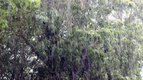 Strong rain falling on green ash tree, sound Stock Footage 218811222