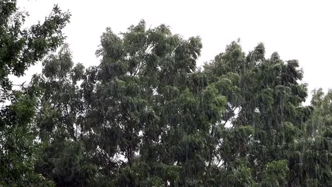 Strong rain falling on green tree Stock Footage 180454181