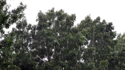 Strong rain falling on green tree Stock Footage 180455105