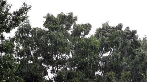 Strong rain falling on green tree Stock Footage 180488260