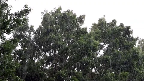 Strong rain falling on green tree Stock Footage 194547449