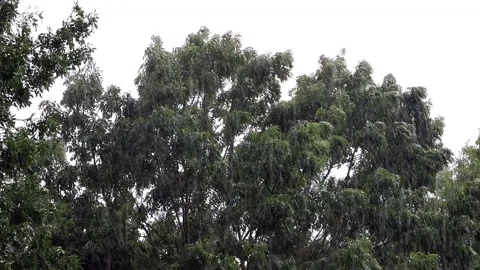 Strong rain falling on green tree Stock Footage 194616824