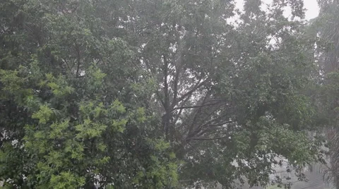 Strong rain hits the trees Stock Footage 50217620