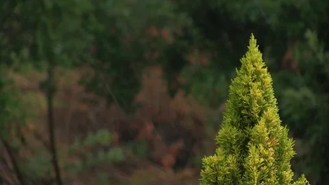 STRONG RAIN IN NATURE Stock Footage 94759675