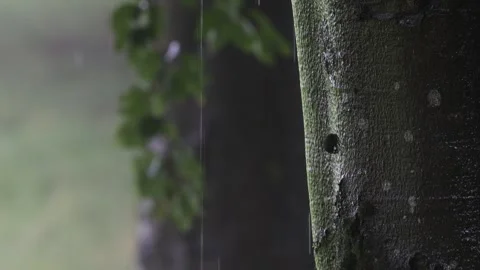 Strong rain puring down a tree video Stock-Footage 247286876