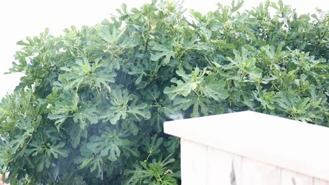 Strong rain in the summer, shot of the fig tree, roofs of houses and sea Stock Footage 95724282