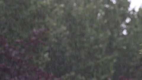 Strong rain with trees in the backround Video stock 77600187