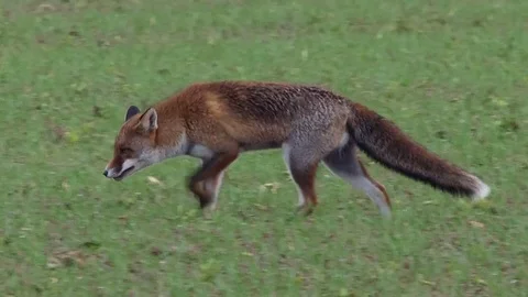 Strong red fox male (vulpes vulpes) crosses a cornfield - wildlife - HD video Stock Footage 83127046