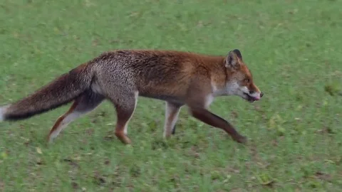 Strong red fox male (vulpes vulpes) hides rest of prey - wildlife - HD video Stock Footage 83127054