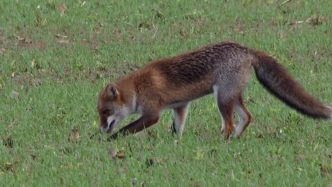 Strong red fox male (vulpes vulpes) hides rest of prey - wildlife - HD video Stock Footage 83127062
