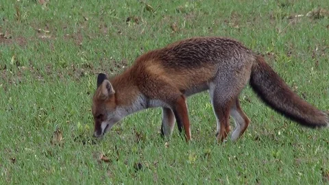 Strong red fox male (vulpes vulpes) hides rest of prey - wildlife - HD video Stock Footage 83127067