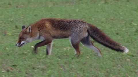 Strong red fox male (vulpes vulpes) hides rest of prey - wildlife - HD video Stock Footage 83127073
