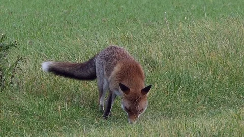 Strong red fox male (vulpes vulpes) find food in a cornfield - wildlife - HD Stock Footage 83127078