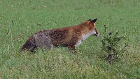 Strong red fox male (vulpes vulpes) looking for food - wildlife - HD stock video Stock Footage 83127084