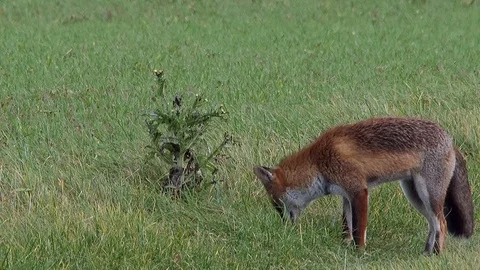 Strong red fox male (vulpes vulpes) looking for food - wildlife - HD stock video Stock Footage 83127091