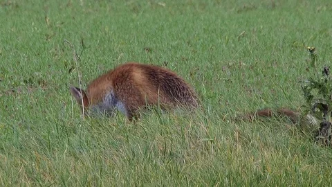 Strong red fox male (vulpes vulpes) looking for food - wildlife - HD stock video Stock Footage 83127096