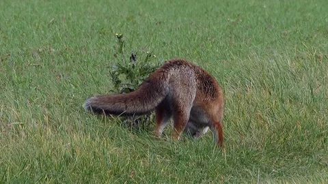 Strong red fox male (vulpes vulpes) looking for food - wildlife - HD stock video Stock Footage 83127098