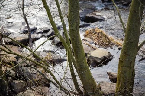 Strong river current with lots of rocks and shrubs in winter Stock Photos