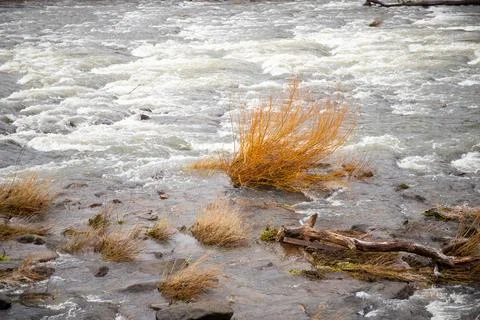 Strong river current with lots of rocks and shrubs in winter Stock Photos