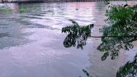 Strong river current reflecting the clouds and sky, moving water lilies Stock Footage 290348694