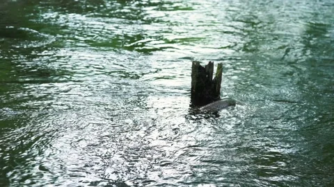 Strong river current with a sticking out log Stock Footage 194961093
