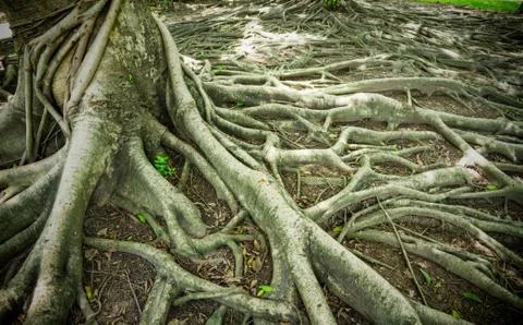 Strong root background Stock Photos