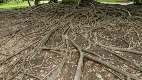 Strong root background Stock Photos