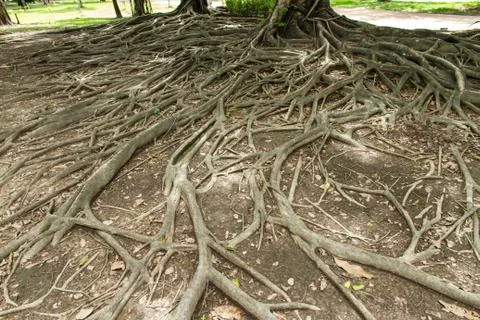 Strong root background Stock Photos