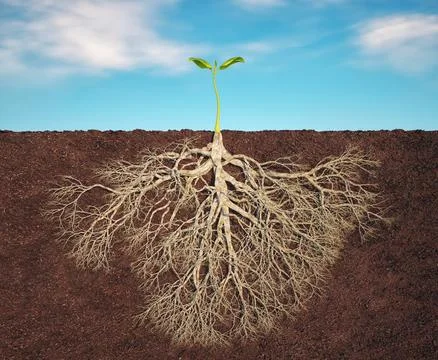 Strong root in soil, small green plant with long root. Stock Illustration