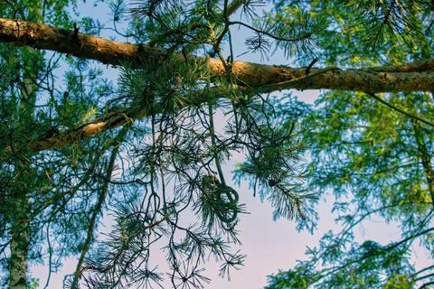 A strong rope with a knot hangs from a tree Stock Photos