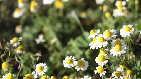 With the strong smell of chamomile Stock Footage 238866553