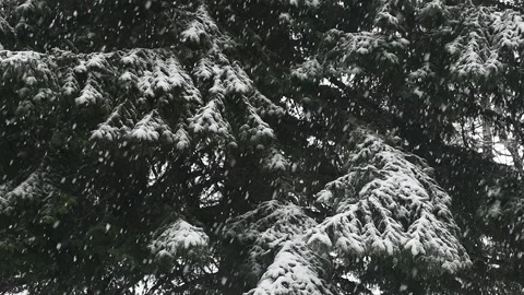 Strong snow fallen over pine tree Stock Footage 170762840