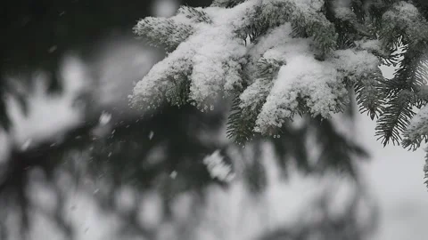 Strong snow fallen in  pine tree forest Stock Footage 170762543