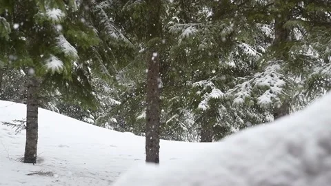 Strong snow fallen in  pine tree forest Stock Footage 170763148