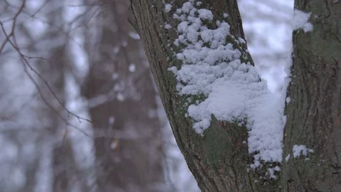 Strong snow on the grass and trees Stock Footage 83098861