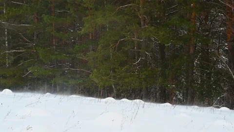 Strong snow wind blows snow Stock Footage 169079611