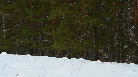 Strong snow wind blows snow Stock Footage 169079623