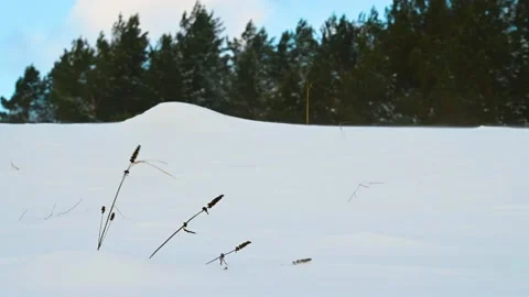 Strong snow wind blows snow Stock Footage 169079631