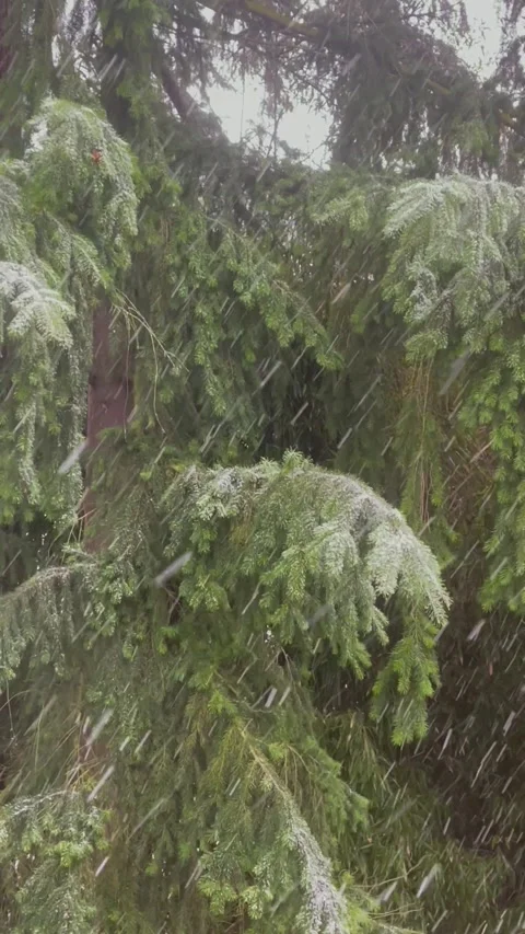 Strong snowfall on the background of pine tree branches covered with snow Stock Footage 236677302