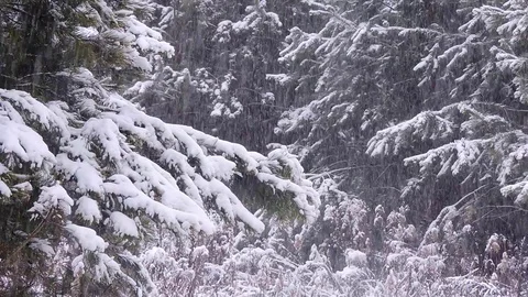 The strong snowfall in the forest. Branches covered with snow sway in the wind Stock Footage 122869787