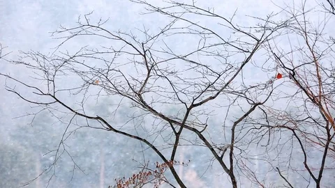 Strong snowfall in the forest. Stock Footage 80069740